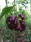 : - Cymbopetalum brasiliense