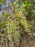: - Machaerium isadelphum