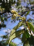 : - Solanum asperum