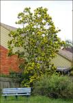 : - Xanthostemon chrysanthus