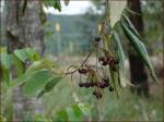 : - Alphitonia excelsa