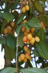 : - Aceratium ferrugineum