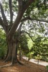 :-Albizia adianthifolia