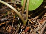 : - Asarum heterotropoides