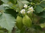 Ballonrebe - Cardiospermum grandiflorum