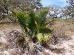 : - Attalea geraensis