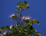 :-Bauhinia hookeri