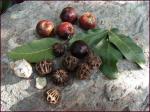 Pleiogynium timorense - Pleiogynium timoriense