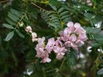 : - Virgilia oroboides subsp. oroboides