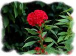 : - Celosia cristata