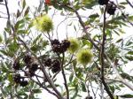 : - Eucalyptus conferruminata