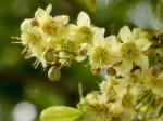: - Harpullia pendula