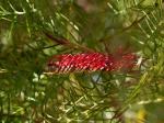 : - Grevillea hookeriana