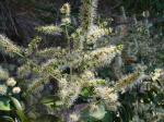 : - Licania humilis