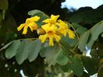 : - Markhamia lutea