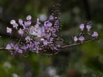 : - Millettia thonningii