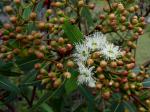 : - Eucalyptus curtisii