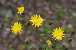 : - Picris japonica