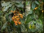 : - Diploglottis cunninghamii