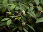 : - Rhodomyrtus trineura var. canescens