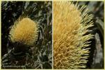 : - Banksia sceptrum