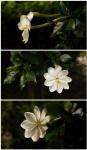 : - Gardenia thunbergia