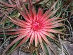 : - Orthophytum amoenum