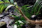 : - Calamus australis