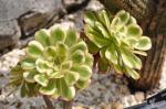 : - Aeonium arboreum var. luteovariegatum