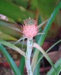 : - Ananas ananassoides
