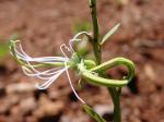 :-Bauhinia rufa