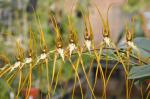 : - Brassia arcuigera