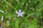 Rapunzel-Glockenblume - Campanula rapunculus