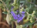 Bartblume - Caryopteris clandonensis