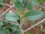 :-Chrysophyllum marginatum