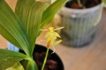 :-Coelogyne chloroptera