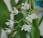 : - Coelogyne flexuosa
