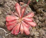 : - Drosera montana