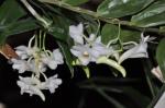 : - Dendrobium arcuatum
