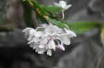 : - Dendrobium intricatum