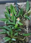 :-Dendrobium lichenastrum