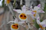 :-Dendrobium pendulum