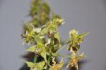 : - Dendrobium macrophyllum var. macrophyllum