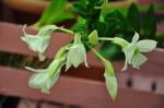 :-Dendrobium sanderae
