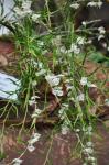 :-Dendrobium tenellum
