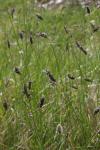Kalk-Blaugras - Sesleria albicans