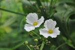 : - Echinodorus floribundus