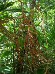 : - Geonoma brevispatha