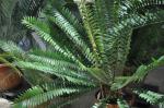 : - Encephalartos natalensis