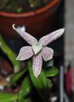 : - Prosthechea garciana
